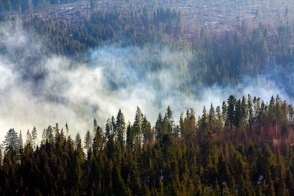 feux forêt